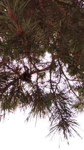 Ramas de pino con un bulto revuelto en el viento — Vídeo de stock