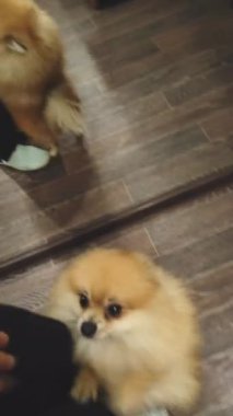 köpek küçük kırmızı Spitz bacaklarının etrafında zıplıyor.