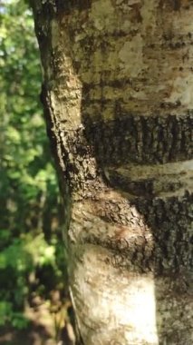Elini bir ağacın gövdesinde dolaştır, doğayla bağlantı kur.