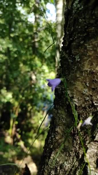 Die Glocke im Wald bewegt sich vom Wind, die Natur — Stockvideo