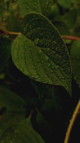 Листя дерева після дощу з краплями, що обертаються з вітру — стокове відео
