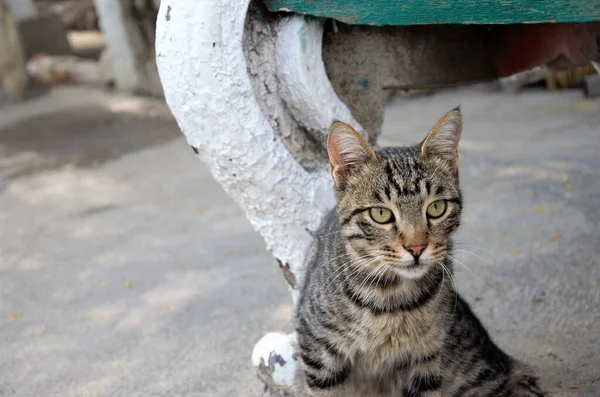 Çizgili kahverengi kedi sokakta dinleniyor.