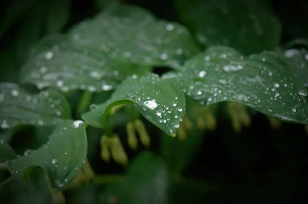 Primer plano de las hojas de las plantas, fondo natural, patrón — Foto de Stock