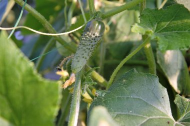 Salatalık yaprakların arasında bir serada yetişir.