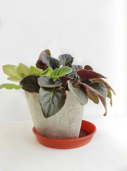 # Kapalı bir saksıda, bir menekşenin pencere eşiğinde #