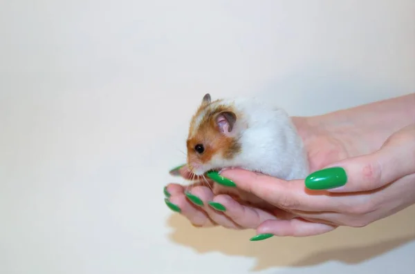 Hamsterweiß Braun Auf Dem Arm Sitzt Auf Weißem Hintergrund Hochwertiges — Stockfoto