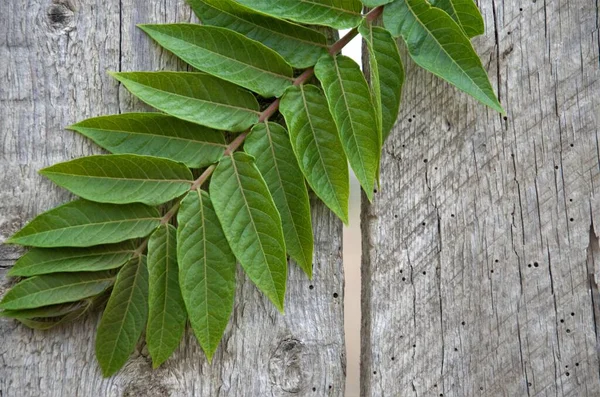Ahşap bir arka planda bitkinin yeşil yaprağı. Minimalizm. Yüksek kalite fotoğraf