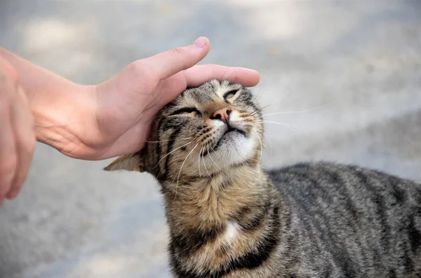 Ictus con la mano un gatto di strada di colore marrone. Cat gode — Foto Stock