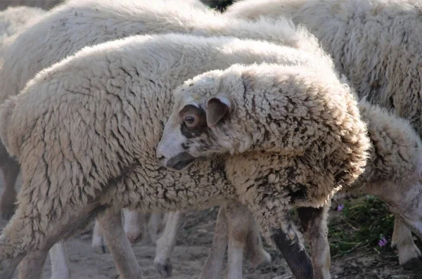Ovelhas em um rebanho em pasto, animais de estimação na fazenda — Fotografia de Stock