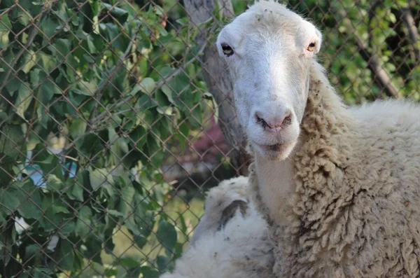 Ovelhas domésticas no verão em pasto, economia familiar — Fotografia de Stock