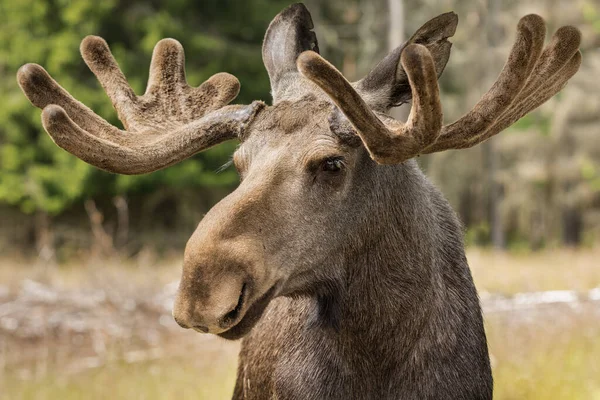 Close Van Een Grote Mannelijke Elandenbok Die Het Bos Zweden — Stockfoto