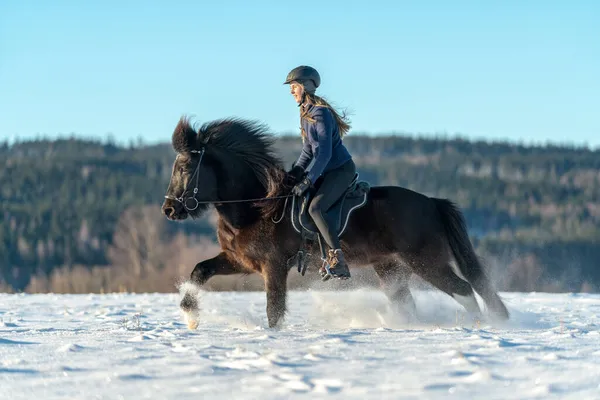 雪に覆われたフィールドで彼女の暗いアイスランドの馬に乗ってスウェーデンの若い女性の日当たりの良いビュー 明るい冬の日差しと輝く雪のカスケードでは — ストック写真