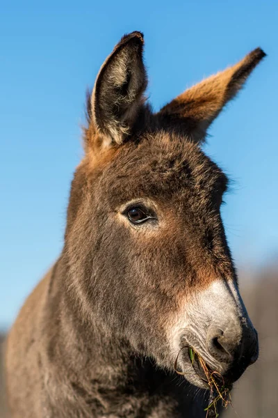 Close Portrait Cute Young Donkey Chewing Grass Sunlight — Stock Photo, Image