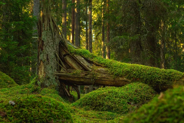 Fir Δέντρο Ένα Παλιό Δάσος Στη Σουηδία Έπεσε Στο Έδαφος — Φωτογραφία Αρχείου