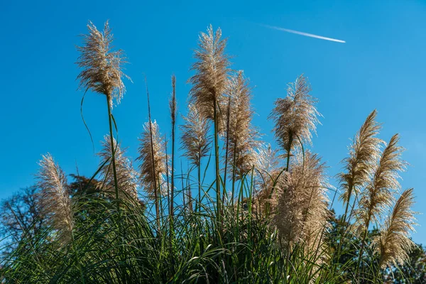 Açık Mavi Gökyüzüne Karşı Uzun Tüylü Çim Kamışları — Stok fotoğraf