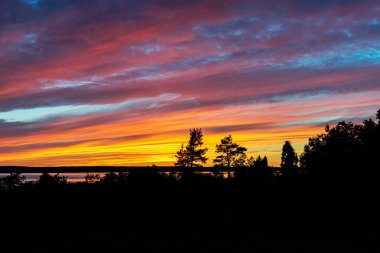 Pembe ve turuncu gökyüzü ve siyah ağaç siluetleri.