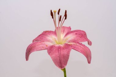 Yaprakları nemli, parlak ışık altında ve beyaz arka planda izole edilmiş büyük pembe bir zambağın yakınına.