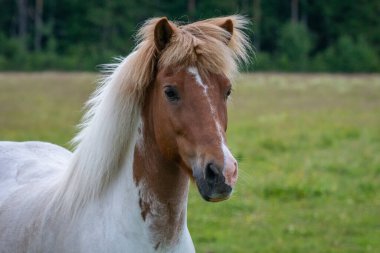 Güzel pinto renkli genç İzlanda atı. Beyaz, kahverengi kafalı. Canlı ve hayat dolu, yeşil bir alanda duruyor.