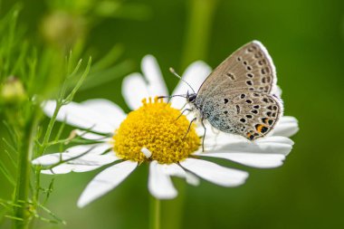 İsveç 'teki Vasteras' ın merkez kısmının yaz manzarası, yemyeşil ağaçlar ve şehrin içinden geçen nehirdeki bir çeşme..