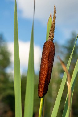 Boğa saldırısına ya da sazlığa yakın çekim. Typha latifolia. Dev bir puroya benziyor. Akşam güneşinde büyük yeşil pipetlerle