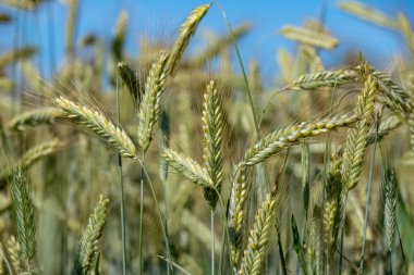 İsveç 'teki Vasteras' ın merkez kısmının yaz manzarası, yemyeşil ağaçlar ve şehrin içinden geçen nehirdeki bir çeşme..