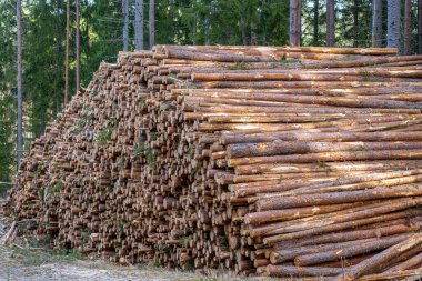 Büyük bir yığın çam ağacının yakın görüntüsü, güneş ışığı altında, büyük bir yığın halinde yeni kesilmiş.