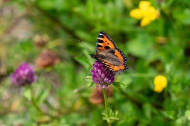 Büyük kaplumbağa kabuğundan bir kelebeğin güzelliği. Mor yonca çiçeğinin üzerinde oturmuş güneş ışığında nektar içiyor.