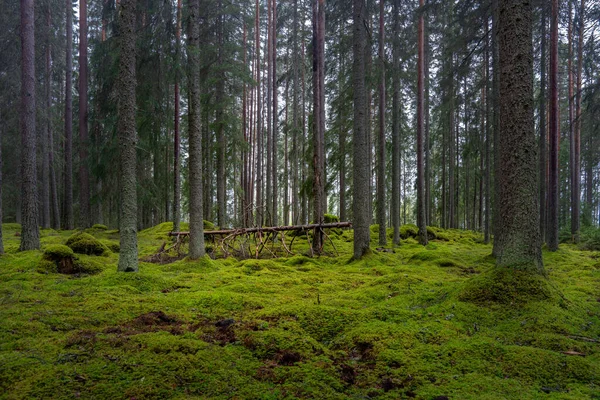 Прекрасний Ельфійський Сосновий Ялиновий Ліс Швеції Товстим Шаром Зеленого Моху — стокове фото