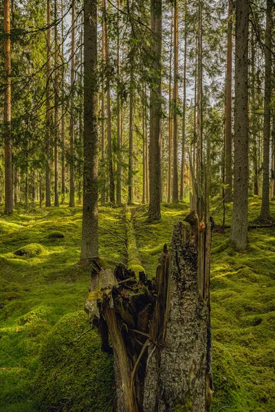 Antiguo Muy Hermoso Bosque Abeto Suecia Con Una Gruesa Capa —  Fotos de Stock