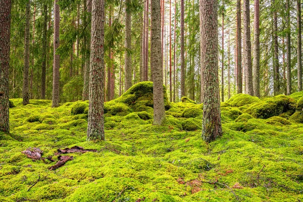 Hermoso Bosque Pinos Abetos Suecia Con Una Gruesa Capa Musgo —  Fotos de Stock