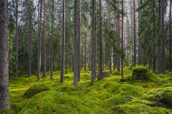 Красиве Соснове Ялинове Лісове Сонячне Світло Товстим Шаром Зеленого Моху — стокове фото