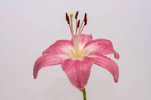 Close Large Pink Lily Moisture Petals Bright Light Isolated White — Stock Photo, Image