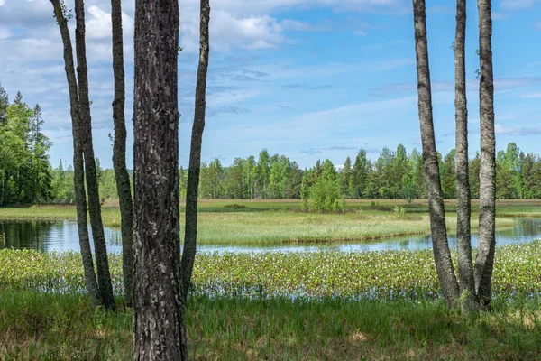 스웨덴의 습지대 과푸른 — 스톡 사진
