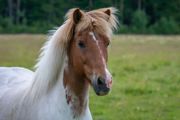 Belo Pinto Colorido Jovem Cavalo Islandês Branco Com Cabeça Castanha — Fotografia de Stock