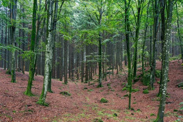Gyönyörű Zöld Bükkfa Erdő Skane Dél Svédországban Buja Zöld Fák — Stock Fotó