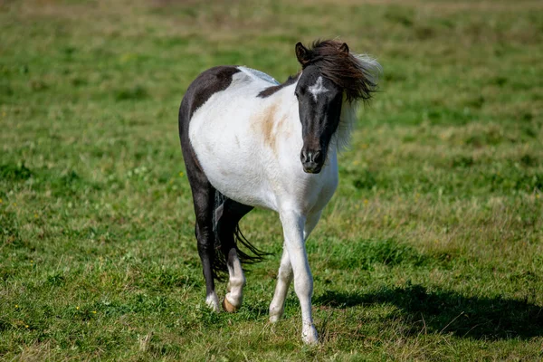 Cute Icelandic horse foal, black and white pinto colored, with a white star in the fore head. Standing in a green pasture in summer sunlight