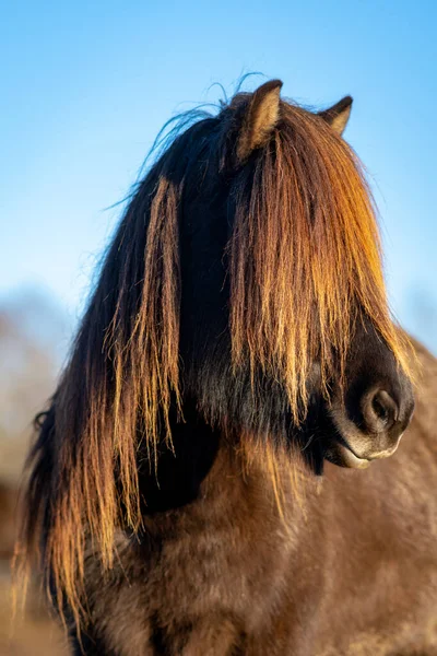 Vackert Porträtt Mörkbrun Islandshäst Med Mycket Lång Man Som Täcker — Stockfoto