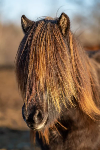 Belo Retrato Cavalo Islandês Marrom Escuro Com Crina Muito Longa — Fotografia de Stock