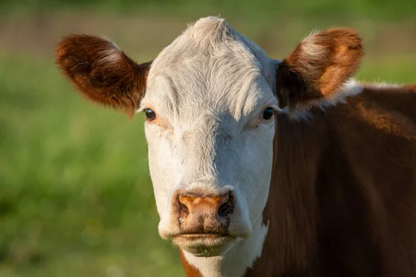 Ritratto Ravvicinato Una Mucca Marrone Con Testa Bianca Che Sembra — Foto Stock