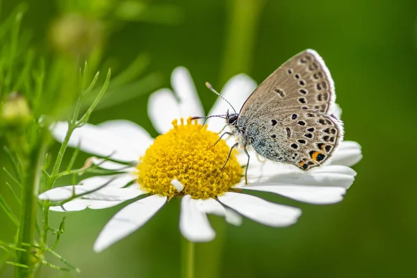 İsveç 'teki Vasteras' ın merkez kısmının yaz manzarası, yemyeşil ağaçlar ve şehrin içinden geçen nehirdeki bir çeşme..