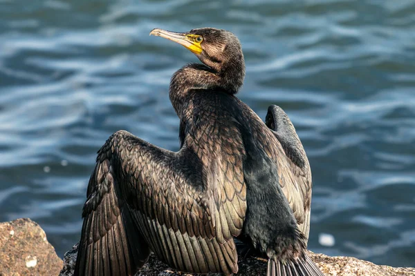 Phalacrocorax Karbonhidrat Karbonhidratlı Bir Karabatta Detaylandırılmış Gün Işığında Bir Kayanın — Stok fotoğraf