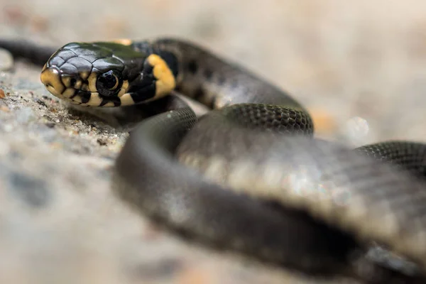 Closeup Detalhada Cobra Grama Preta Amarela Rastejando Areia Luz Sol — Fotografia de Stock