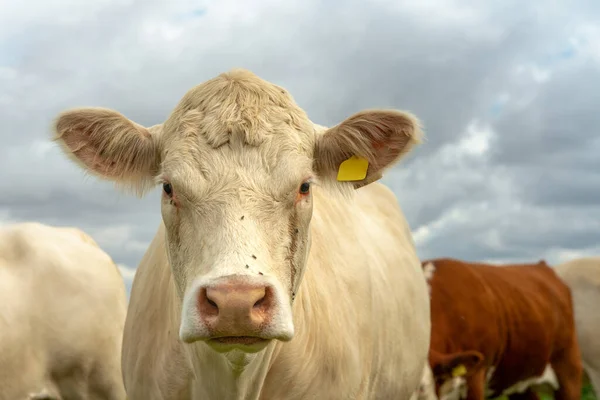 Gros Plan Portrait Une Vache Blanche Douce Regardant Dans Caméra — Photo