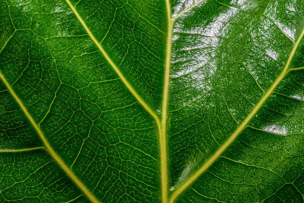 Krásný Detailní Zblízka Lesklý Zelený List Žlutými Žilkami — Stock fotografie