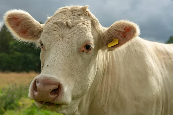 Gros Plan Portrait Une Vache Blanche Avec Herbe Dans Bouche — Photo