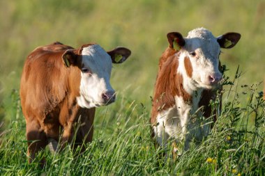 Beautiful view of two young brown and white calfs standing in a lush green pasture in summer sunlight clipart