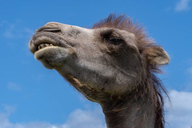 Düşük açı, erkek devenin güneş ışığındaki portresini mavi gökyüzü arka planına yakın tut.