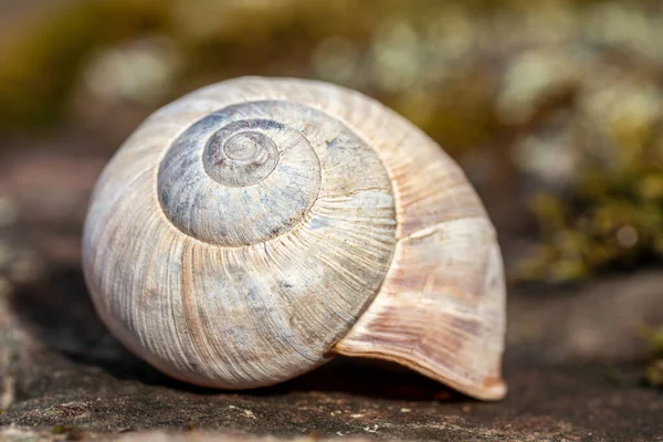 Detailed close up of a spiral shaped shell from a garden snail in bright sunlight