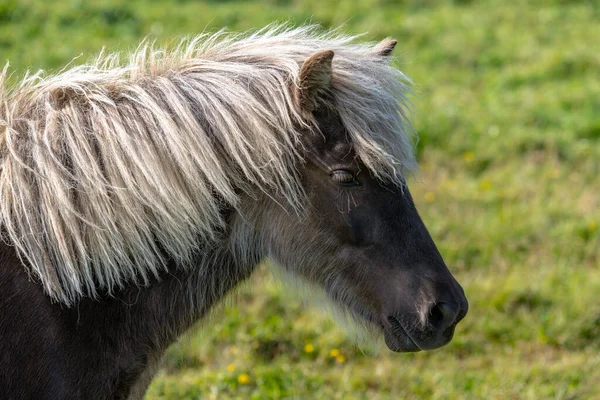 Close Side Portrait Beautiful Silver Dapple Colored Icelandic Horse Standing — Fotografia de Stock