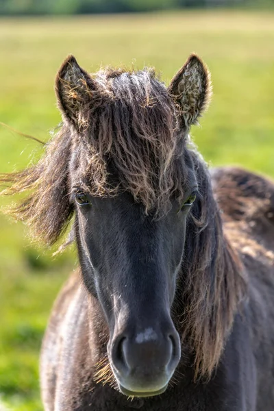 Vackert Närbild Porträtt Svart Islandshäst Stående Utomhus Ett Grönt Fält — Stockfoto